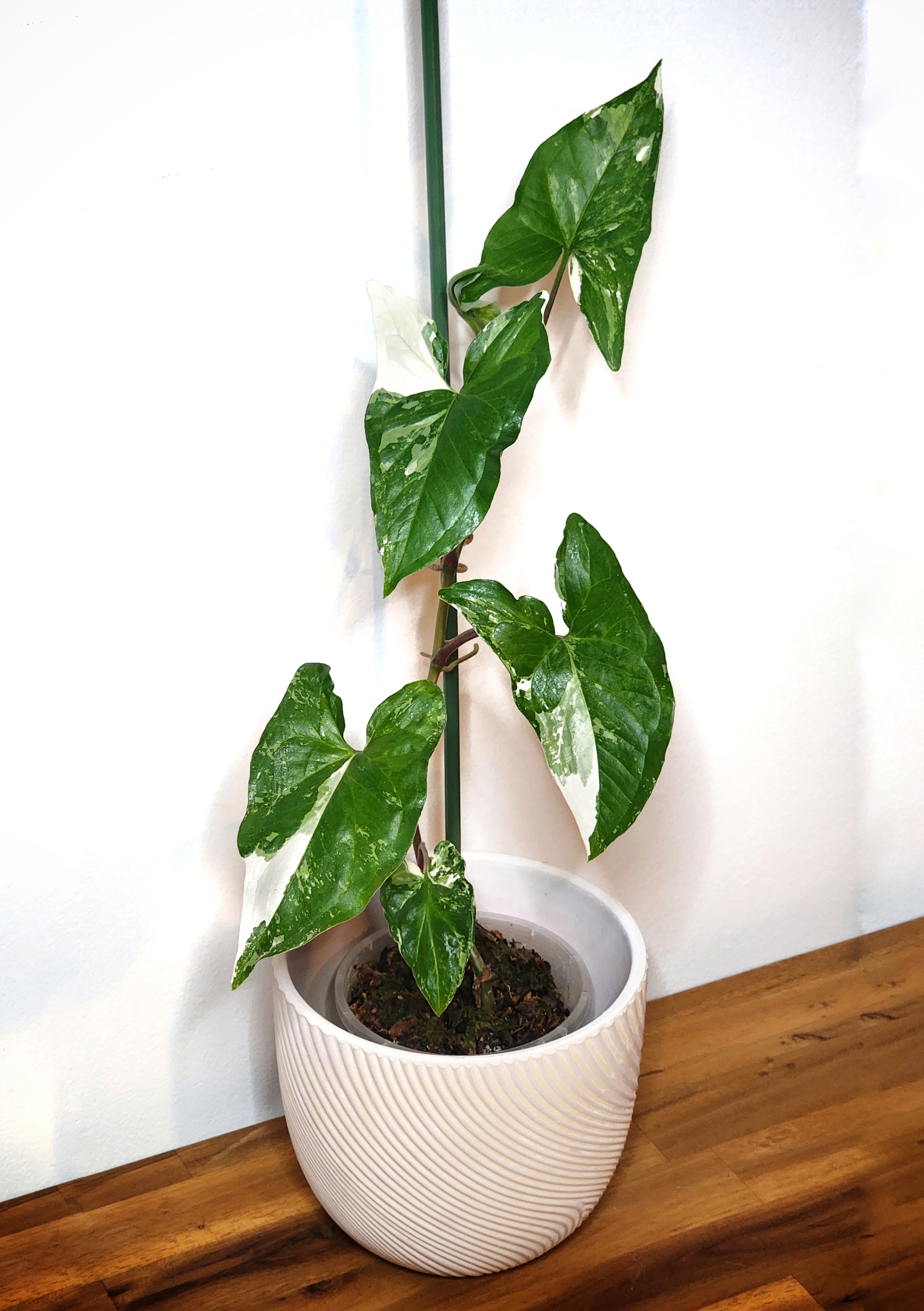 Syngonium Fantasy — Variegated, Climbing